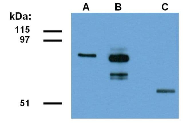 FAM175A / CCDC98 Antibody (clone ABRA1-01)