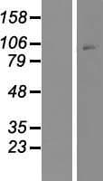 CRFR1 / CRHR1 Protein (Over-Expression Lysate Myc-DDK (Flag))