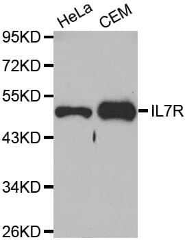 IHC-plus™ IL7R / CD127 Antibody