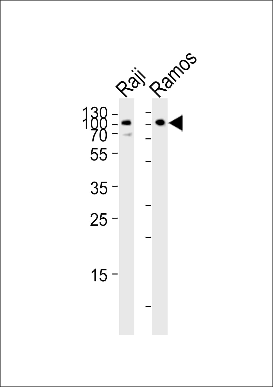 IHC-plus™ CD19 Antibody (aa393-421)