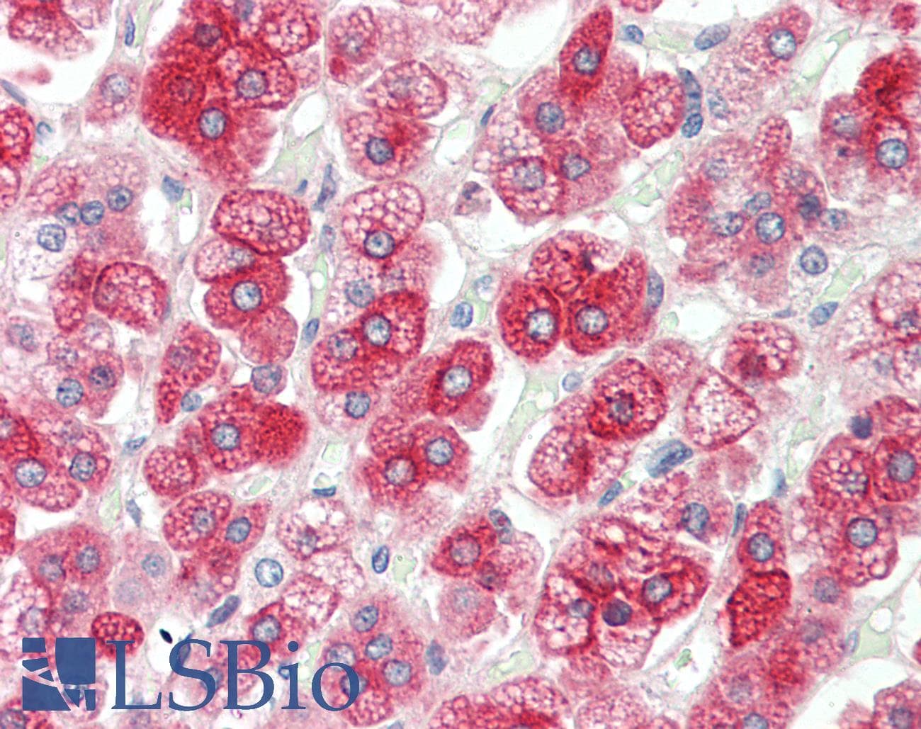 IHC-plus™ KCNJ13 / KIR7.1 Antibody (aa67-95)