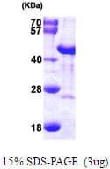 Human DNAJB6 Protein (Recombinant His)