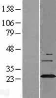 SYNGR3 / Synaptogyrin 3 Protein (Over-Expression Lysate Myc-DDK (Flag))