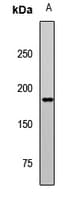 ERBB2IP / Erbin Antibody