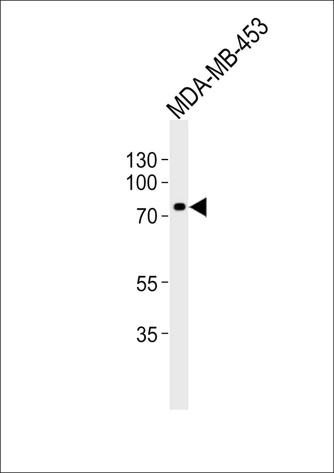 TRAF3IP3 Antibody (aa53-79)