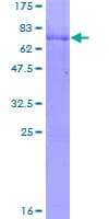 Human PARK2 / Parkin 2 Protein (Recombinant GST)