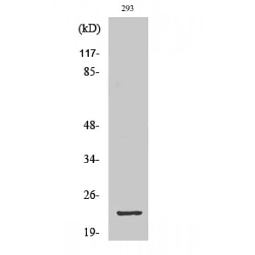 GSCL / GSC2 Antibody (100-180 aa, C-terminal)