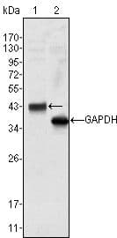 WNT10B Antibody (clone 5A7)