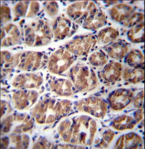 GPM6A / Glycoprotein M6A Antibody (aa246-275)