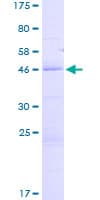 Human FLAME-3 / DEDD2 Protein (Recombinant GST)