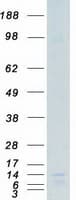 Human VAMP8 / VAMP-8 Protein (Recombinant Myc-DDK (Flag))