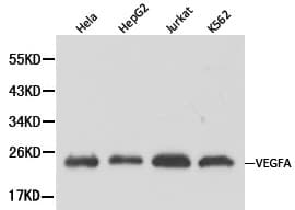 VEGFA / VEGF Antibody