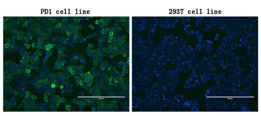 PDCD1 / CD279 / PD-1 Antibody (clone OTI16D4)