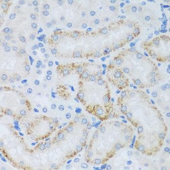 ASB4 Antibody