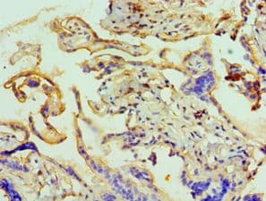 ANAPC5 / APC5 Antibody (aa1-250)