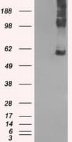 SLC7A8 / LAT2 Antibody (clone OTI7D6)