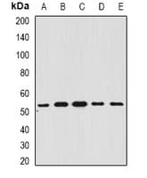 BAR / BFAR Antibody
