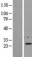 EF1B / EEF1B2 Protein (Over-Expression Lysate Myc-DDK (Flag))
