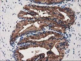 ANXA3 / Annexin A3 Antibody (clone OTI1A5, Carrier-free)