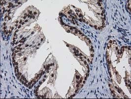 NHEJ1 / XLF Antibody (clone OTI3D6)