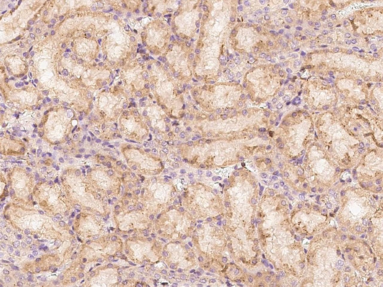SERPINF1 / PEDF Antibody (Preservative Free)
