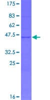 Human TEX43 / C5orf48 Protein (Recombinant GST)