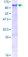 Human NLN / Neurolysin Protein (Recombinant GST)