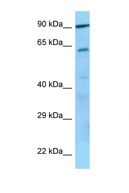 GPV / CD42d Antibody (C-Terminus)
