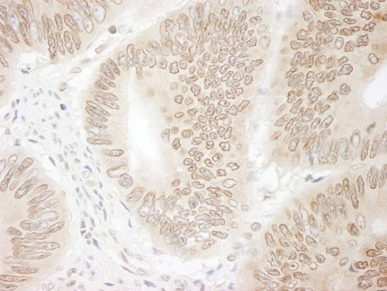 DTL / CDT2 Antibody (aa680-C-term)