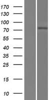 LRRIQ3 Protein (Over-Expression Lysate Myc-DDK (Flag))