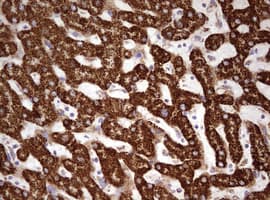 HADH Antibody (aa57-314, clone OTI1B11)