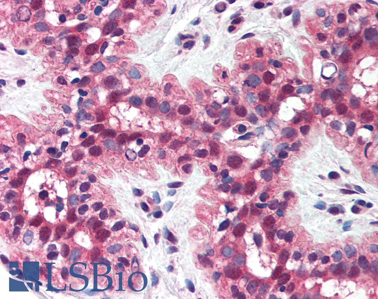 IHC-plus™ MSH2 Antibody (aa550-600)
