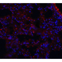 MFSD2A Antibody
