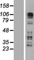 CARD6 Protein (Over-Expression Lysate Myc-DDK (Flag))