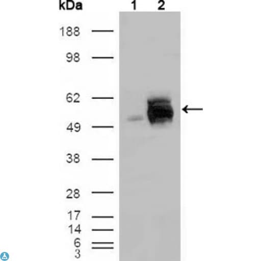FRK Antibody