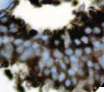 PIP / GCDFP-15 Antibody (clone 23A3)