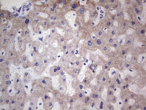 Monoclonal Mouse anti-Human NR1I3 / CAR Antibody (clone OTI1B2, Carrier-free, aa1-236, IHC, WB)