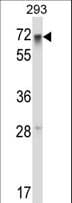 RFX5 Antibody (aa237-266)