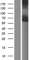 NDOR1 Protein (Over-Expression Lysate Myc-DDK (Flag))