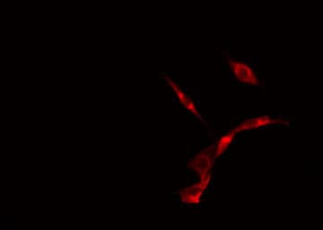 USP19 Antibody