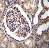 DDX / AKR1C3 Antibody (aa107-135)