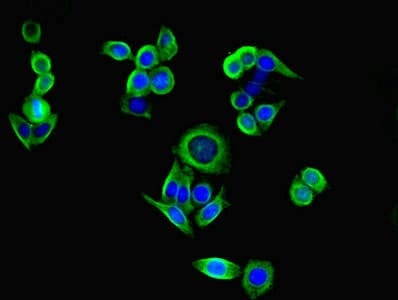 IHC-plus™ PI3 / Elafin Antibody