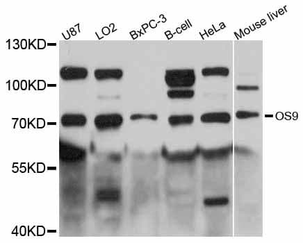 OS9 Antibody