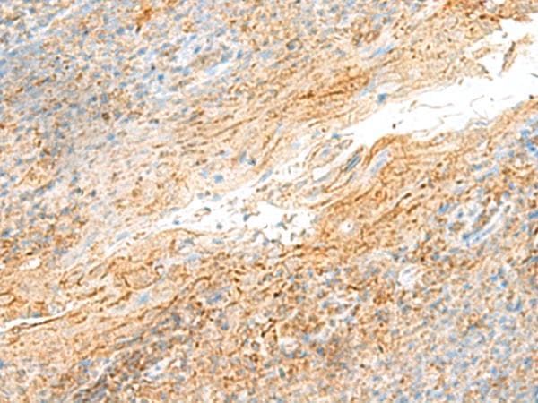 MRPS18B Antibody