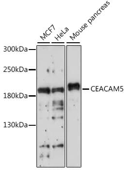 CEACAM5 / CD66e Antibody