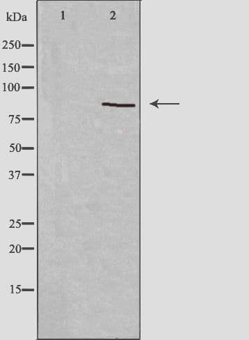 R3HCC1L / C10orf28 Antibody