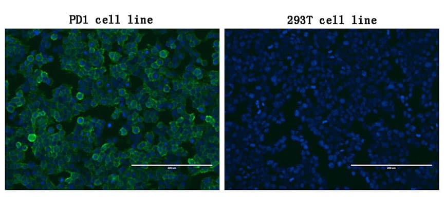 Monoclonal Mouse anti-Human PDCD1 / CD279 / PD-1 Antibody (clone OTI17B10, IF, WB)