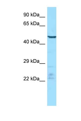 ENDOU Antibody (aa179-228)