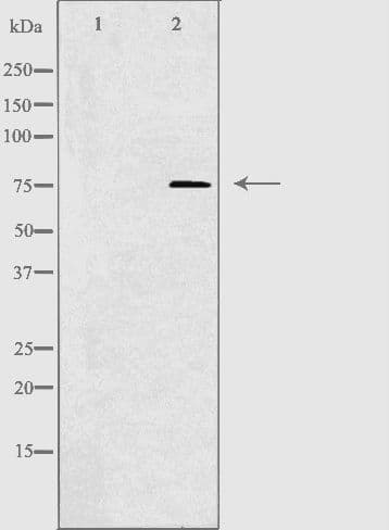 CLIP4 / RSNL2 Antibody