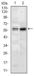Monoclonal Mouse anti-Human GNL3 / NS / Nucleostemin Antibody (clone 2C8D5, aa1-226, WB)